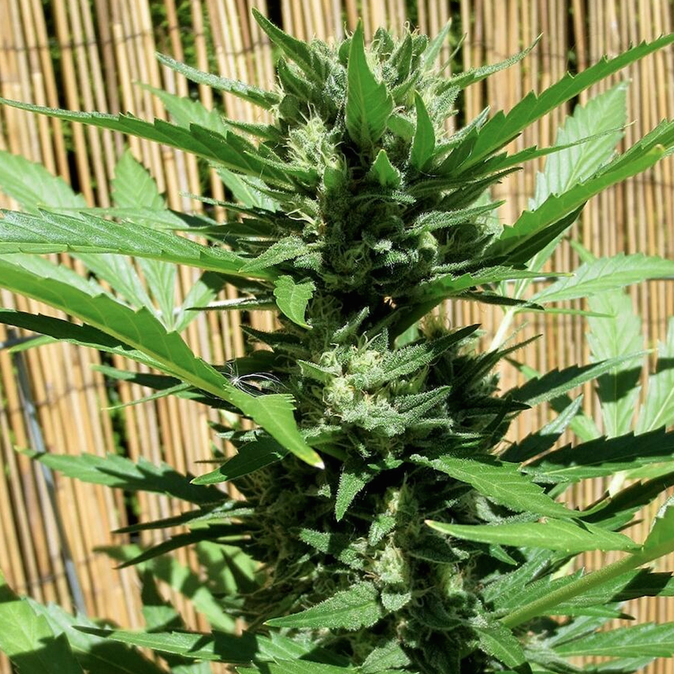 FASTBUDS - Green Crack Auto - 11