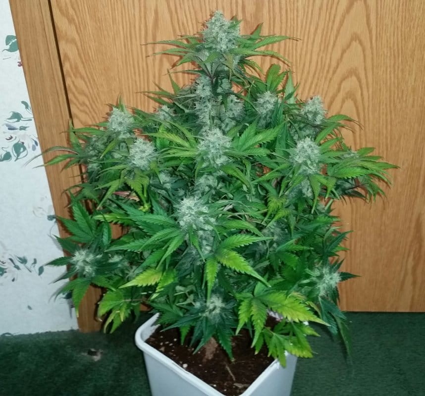FASTBUDS - Green Crack Auto - 12