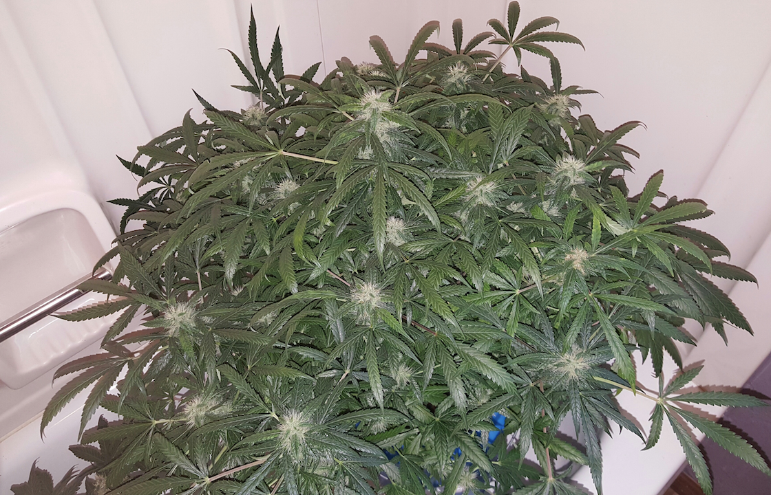 FASTBUDS - Green Crack Auto - 13