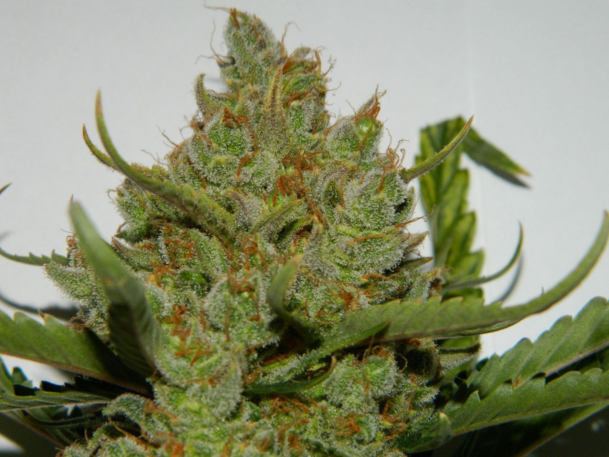 FASTBUDS - Green Crack Auto - 14