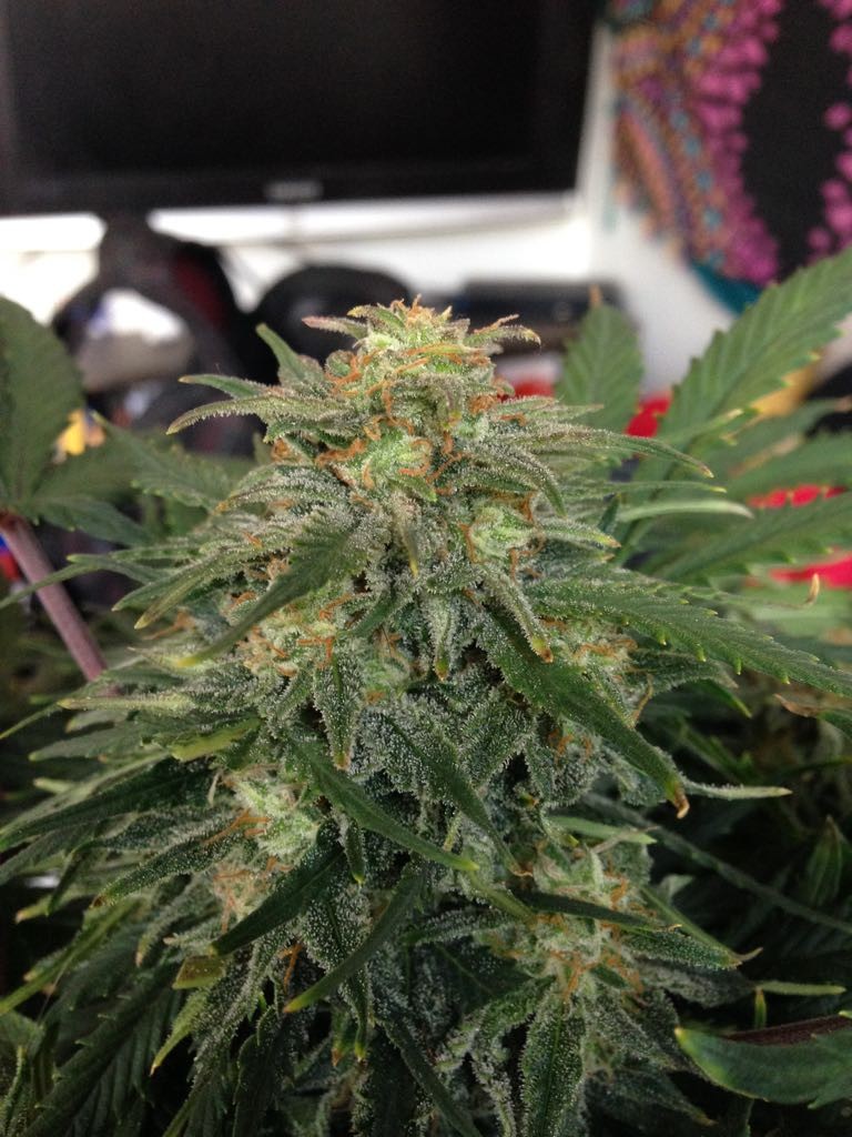 FASTBUDS - Green Crack Auto - 15