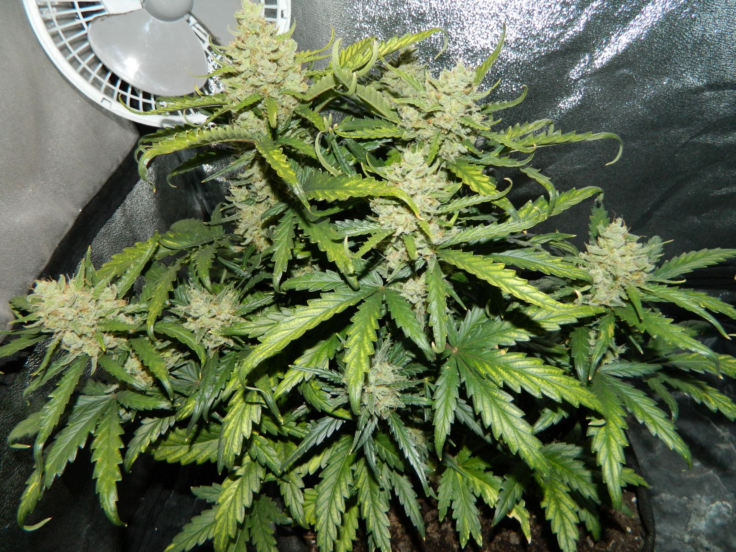 FASTBUDS - Green Crack Auto - 16