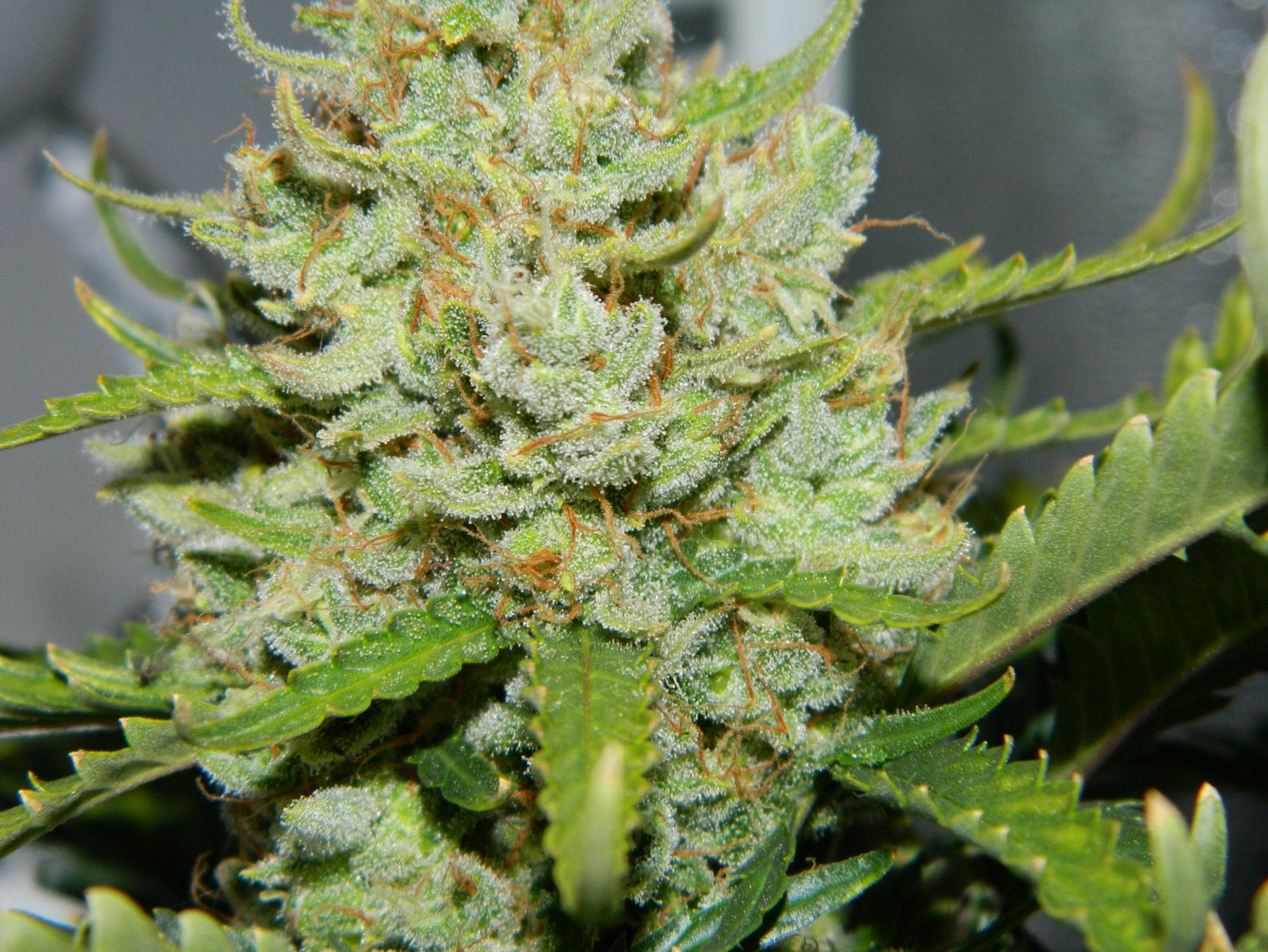 FASTBUDS - Green Crack Auto - 17
