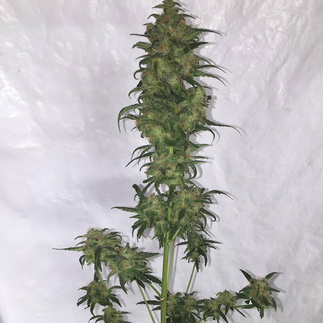 FASTBUDS - Green Crack Auto - 18