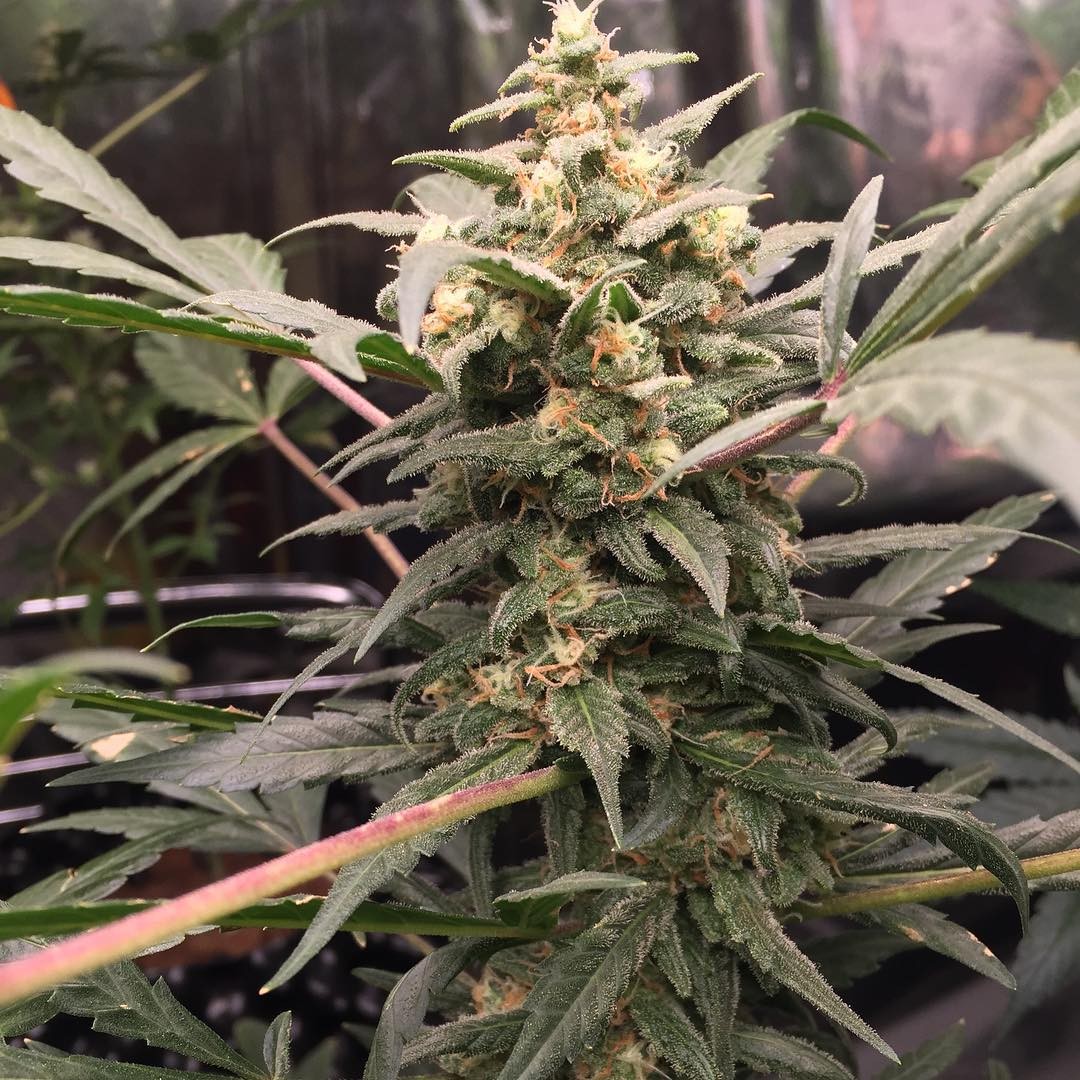 FASTBUDS - Green Crack Auto - 19