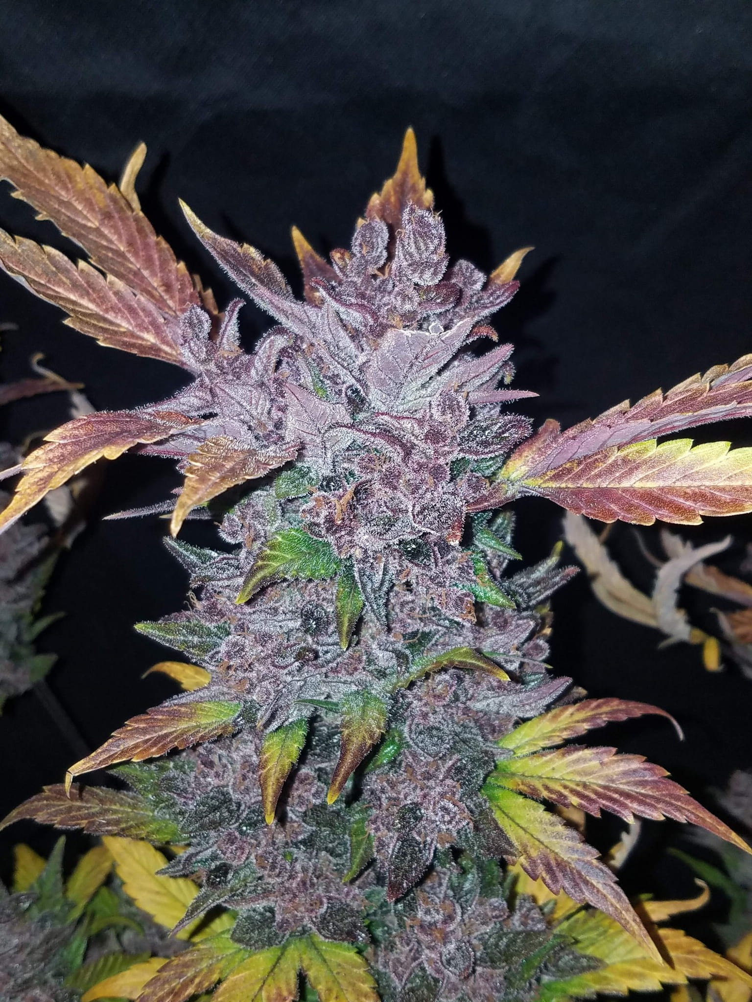 FASTBUDS - LSD-25 Auto - 2