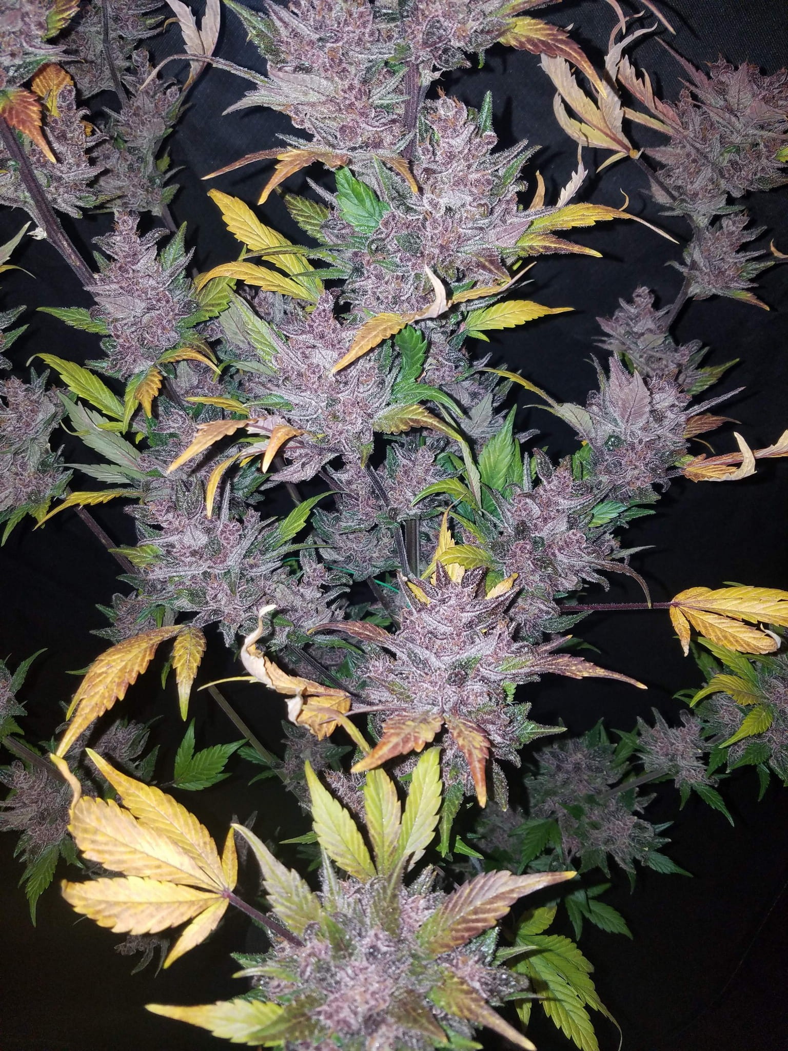 FASTBUDS - LSD-25 Auto - 3