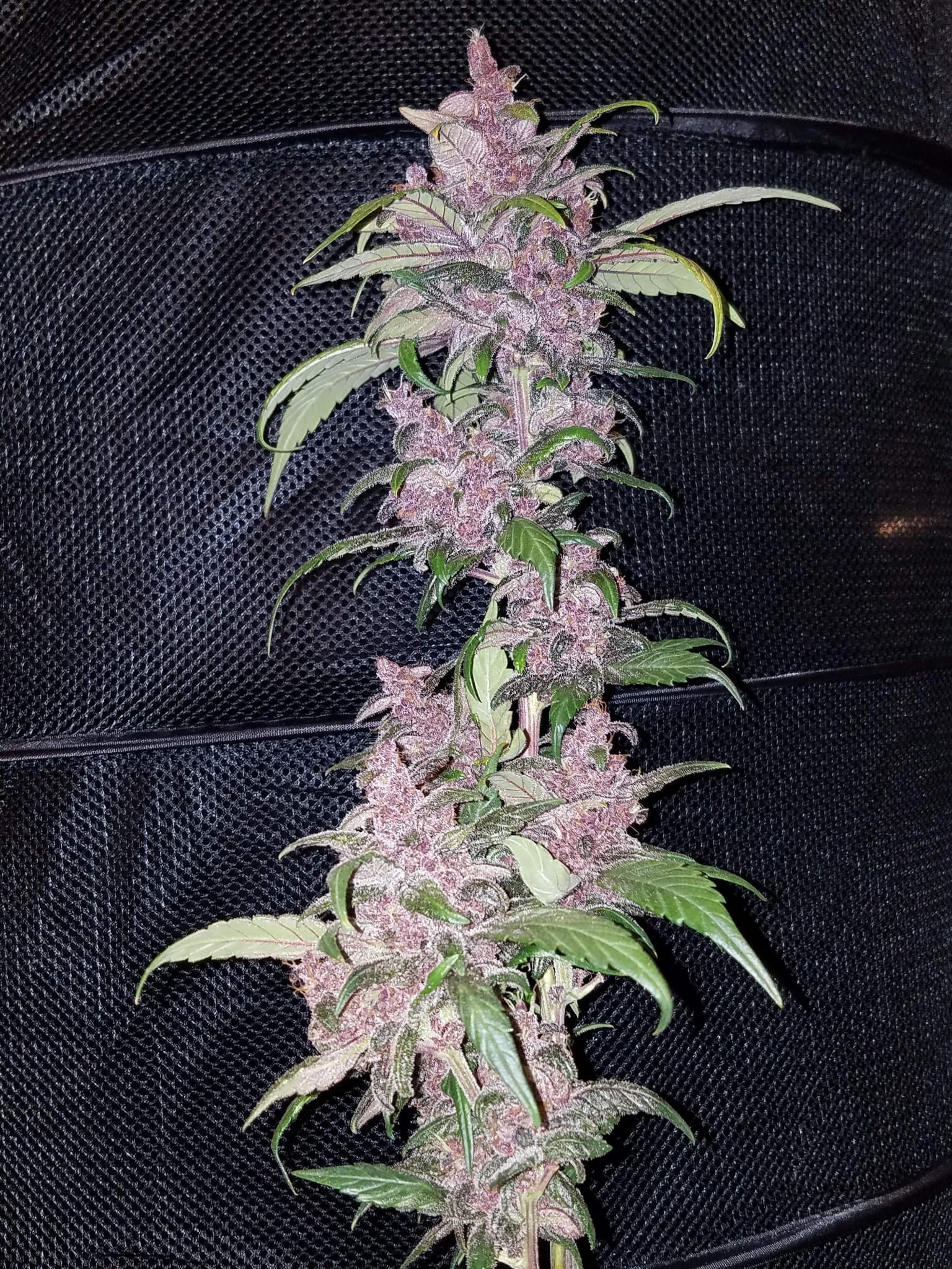 FASTBUDS - LSD-25 Auto - 4