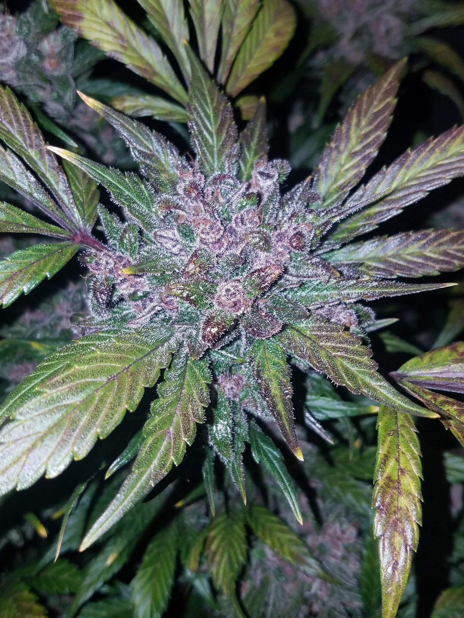 FASTBUDS - LSD-25 Auto - 5