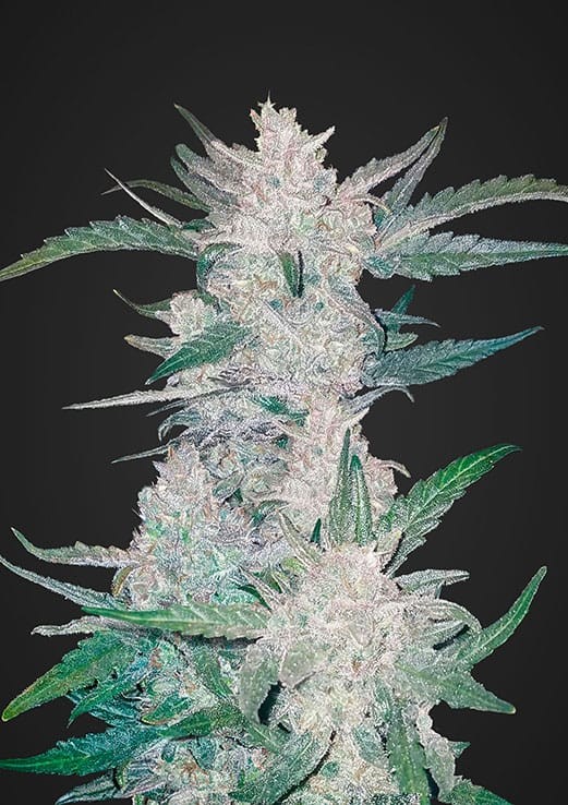 FASTBUDS - Mexican Airlines Auto - 1