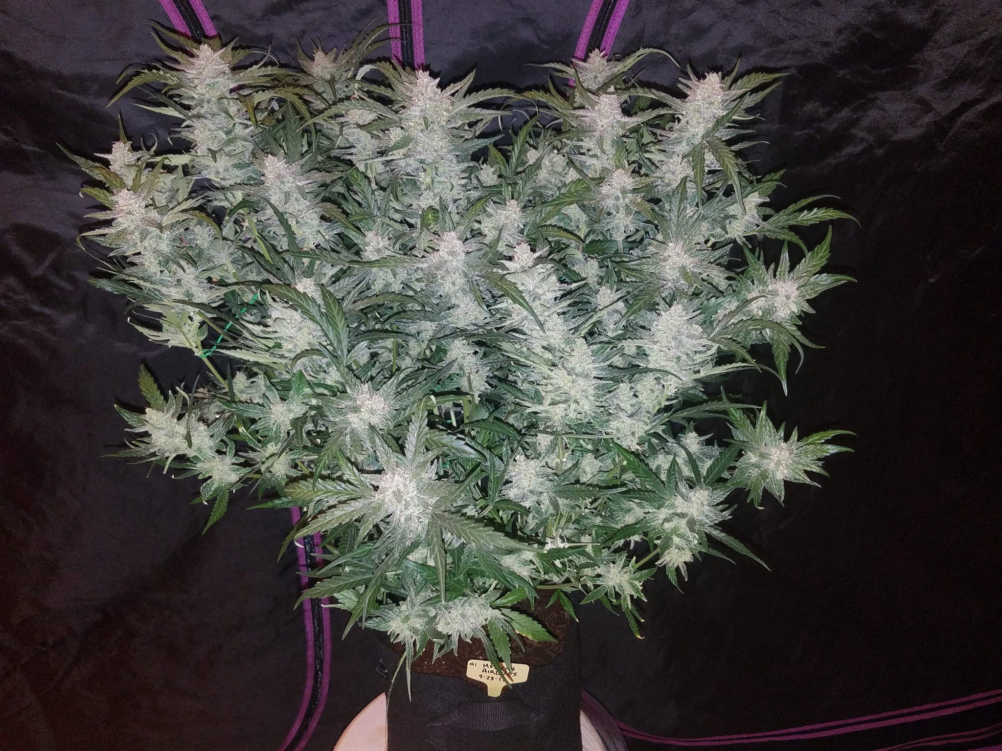 FASTBUDS - Mexican Airlines Auto - 2