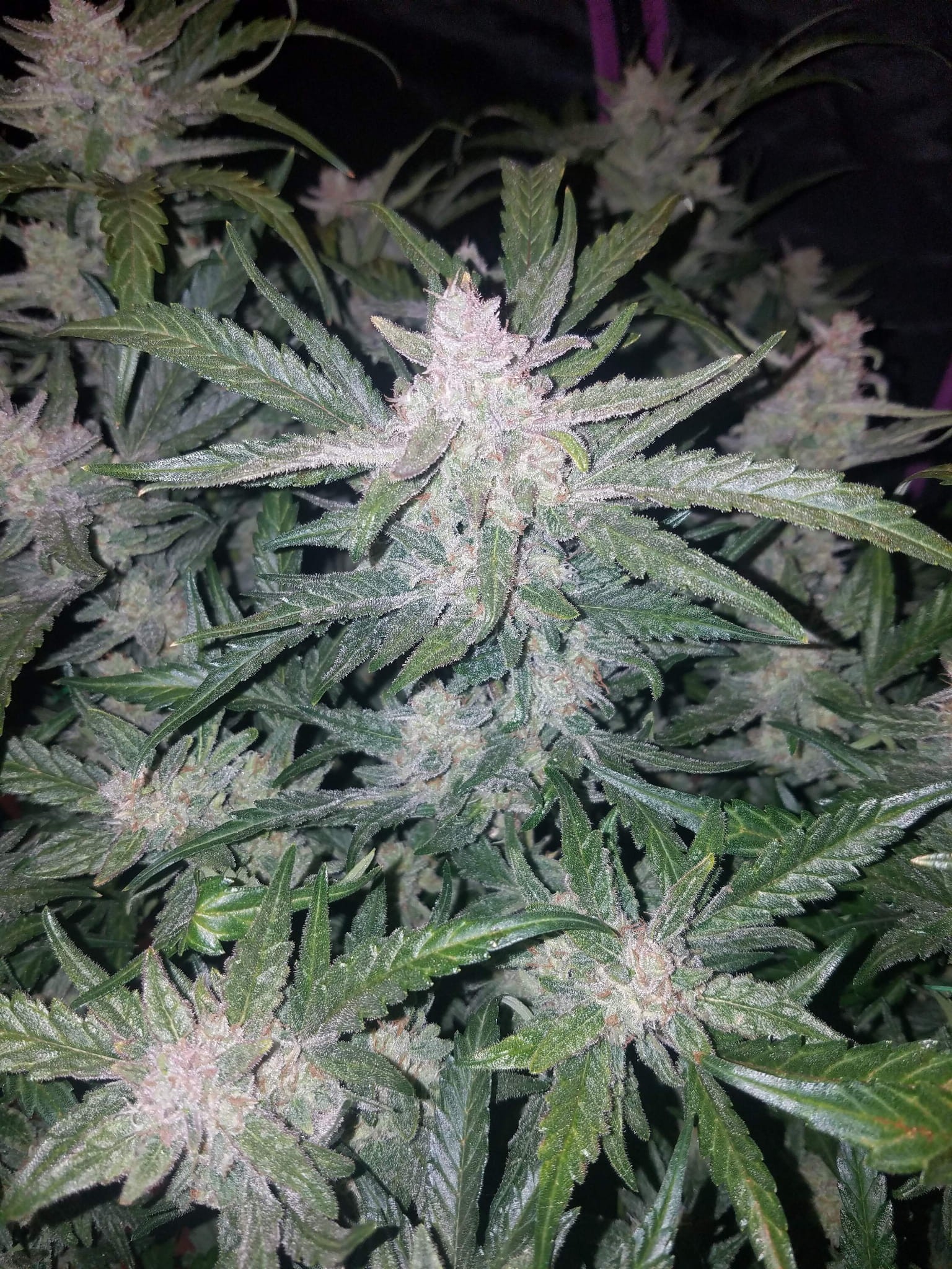 FASTBUDS - Mexican Airlines Auto - 4