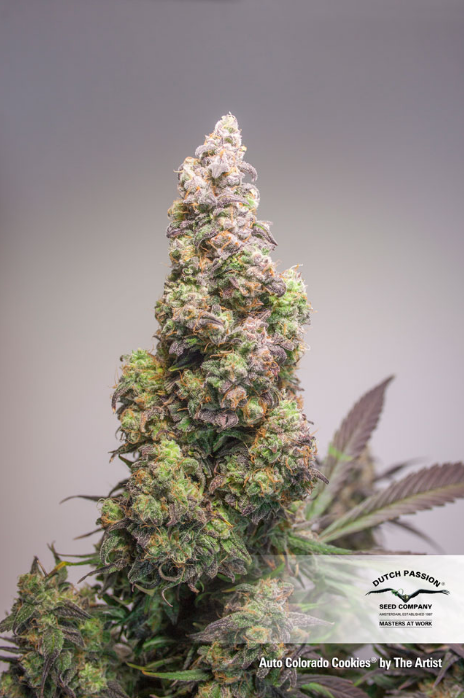 DUTCH PASSION - Auto Colorado Cookies - 1