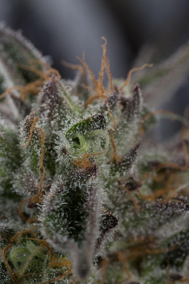 HUMBOLDT SEED - Sapphire OG - 12