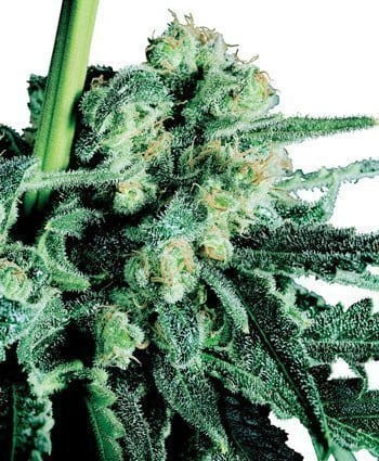 SENSI SEEDS - Sensi Skunk - 1
