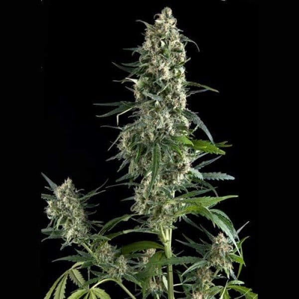 PYRAMID SEEDS - Auto Amnesia Gold - 1