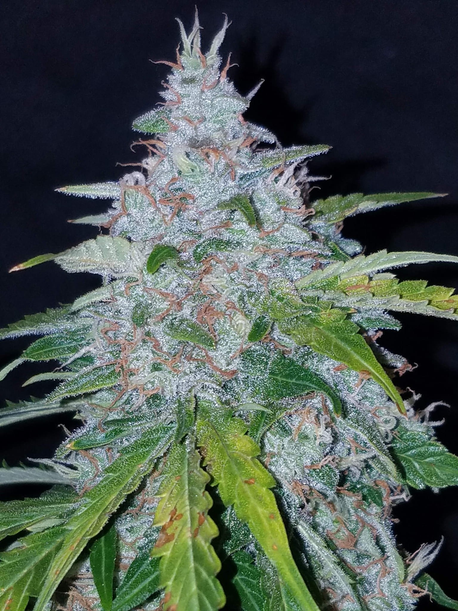 FASTBUDS - Six Shooter Auto - 6