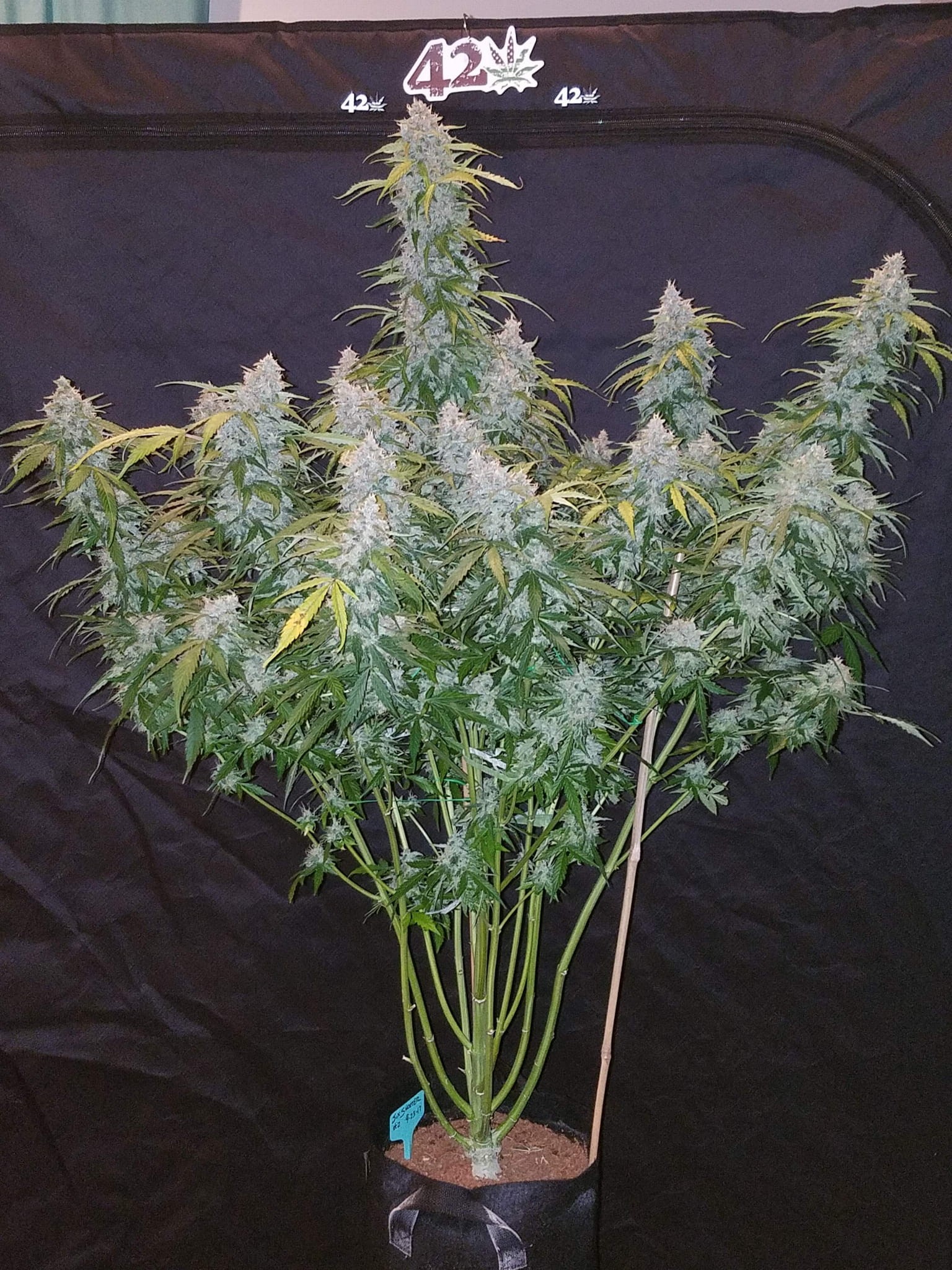 FASTBUDS - Six Shooter Auto - 8