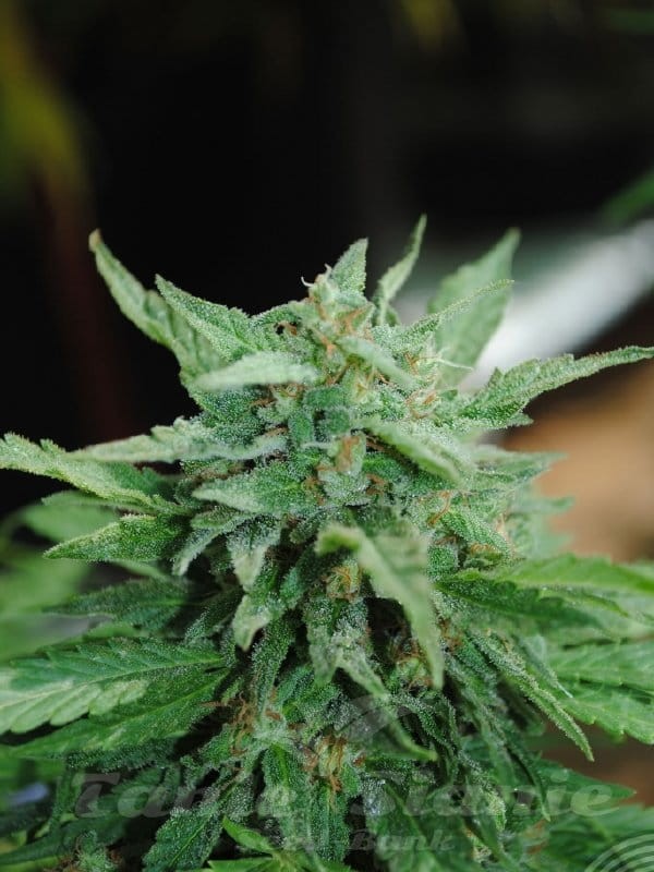 KANNABIA SEED - Karibbean Mango (Karibena) - 2