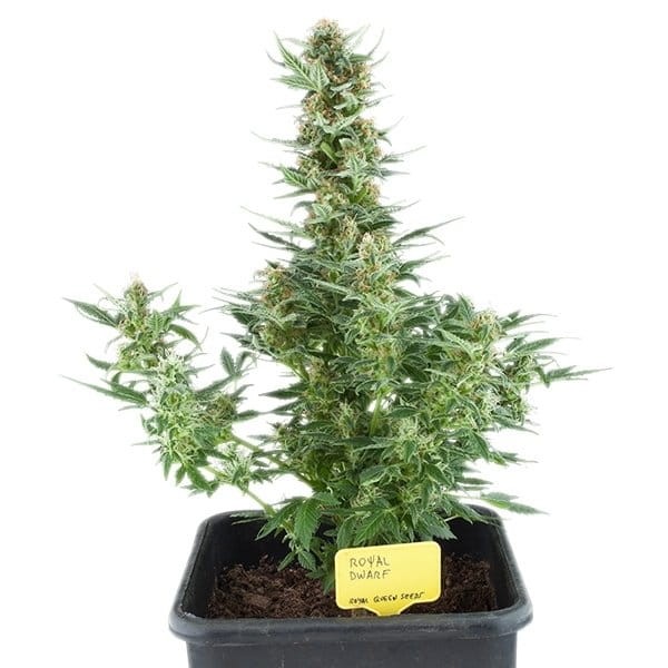 ROYAL QUEEN SEEDS - Royal Dwarf Automatic - 4