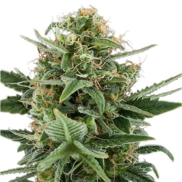 ROYAL QUEEN SEEDS - Royal Dwarf Automatic - 5
