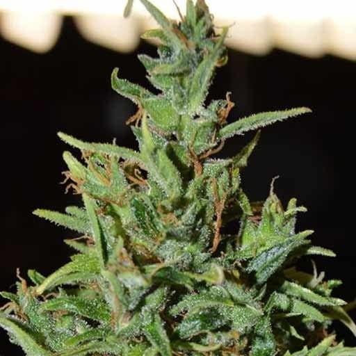 WORLD OF SEEDS - Neville Haze Auto - 1