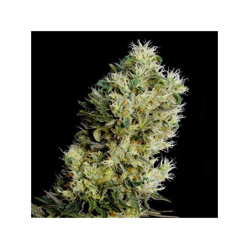 GENEHTIK - Amnesia Bilbo Auto - 1