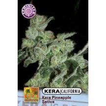 KERA SEEDS - PINEAPPLE SATIVA - 1
