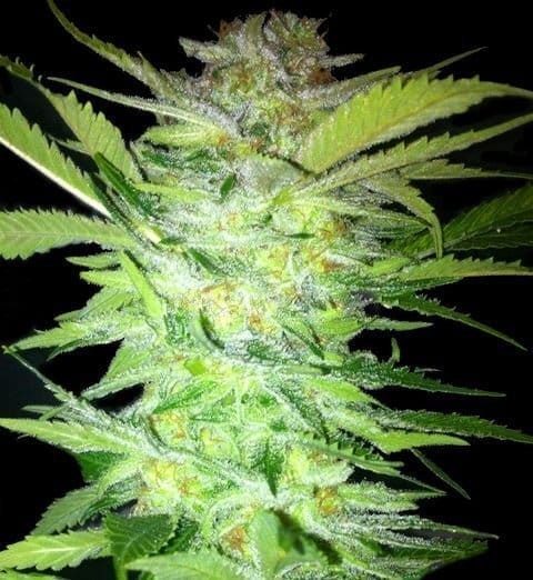 KAYA SPAIN QUALITY - Tropical Power - 1
