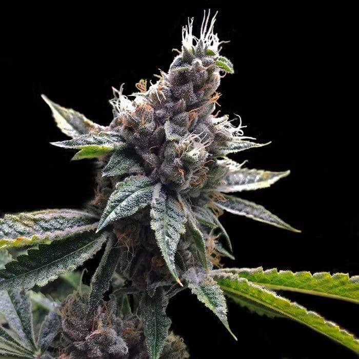 GROW YOUR OWN - Florida OG - 1