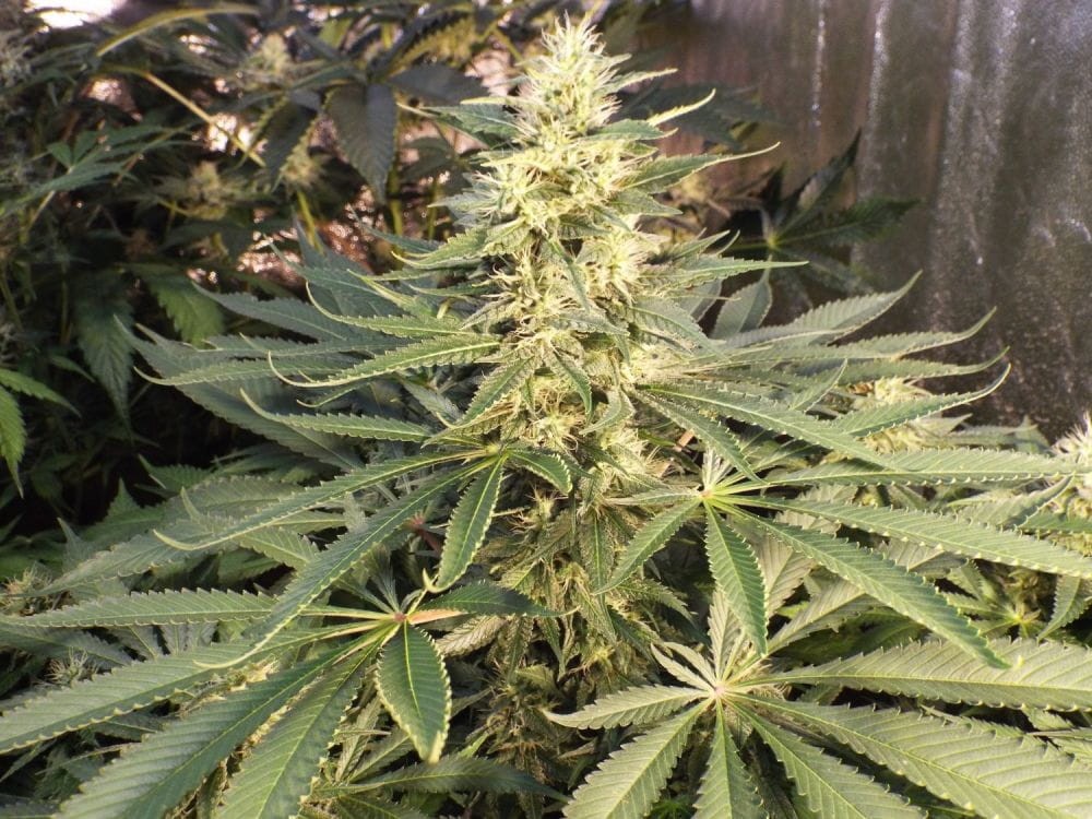 KETAMA SEEDS - Mujica Gold - 1