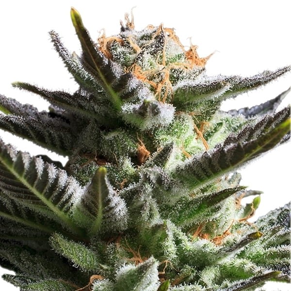 ROYAL QUEEN SEEDS - Fruit Spirit - 5