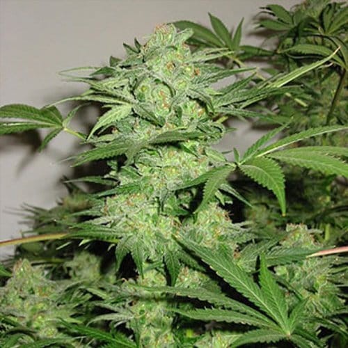 KC BRAINS - Northern Light Special - 1