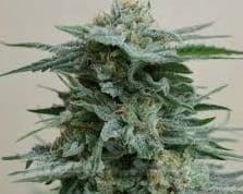 KALASHNIKOV SEEDS - AK Kush - 1