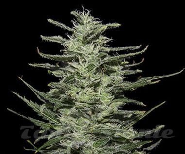 KALASHNIKOV SEEDS - Amnesia Molotov - 1