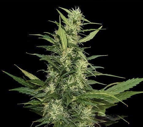 KALASHNIKOV SEEDS - Amur Giant Auto - 1