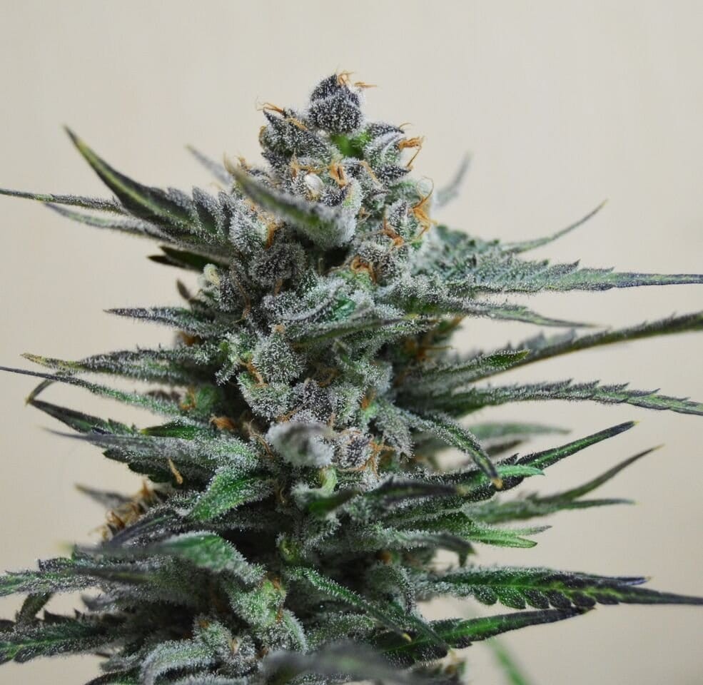 KALASHNIKOV SEEDS - Blue Acid Auto - 1