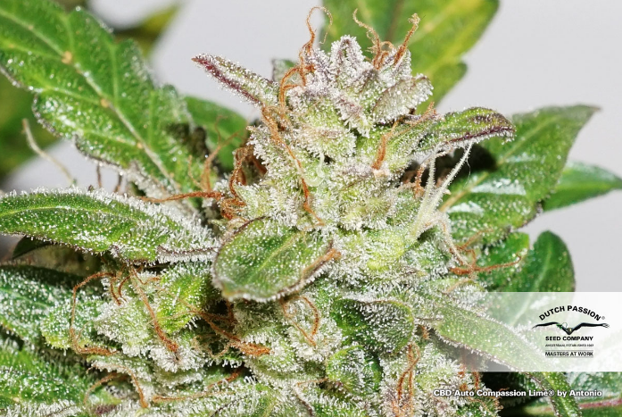DUTCH PASSION - CBD Auto Compassion Lime - 5