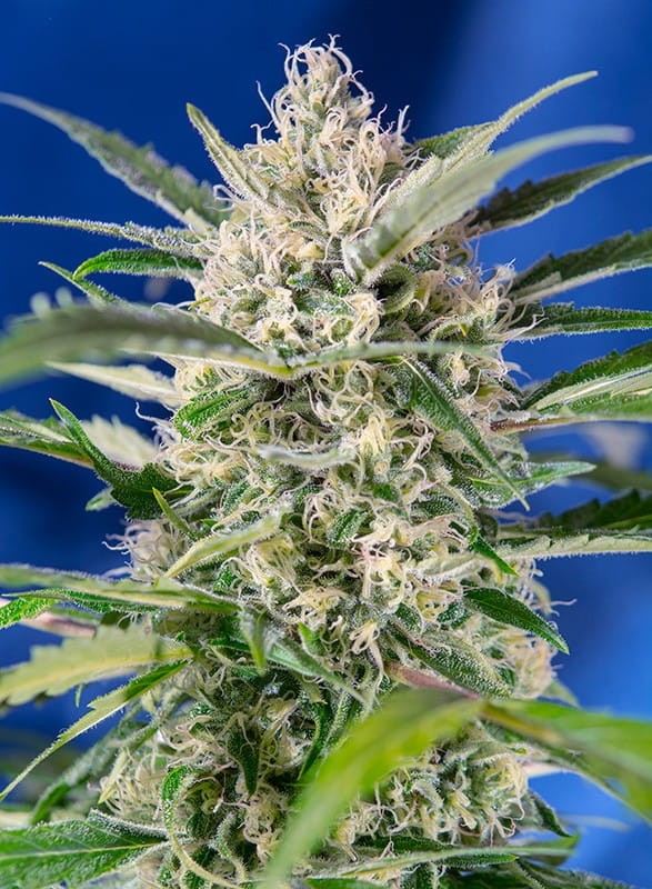 SWEET SEEDS - Crystal Candy Auto - 3