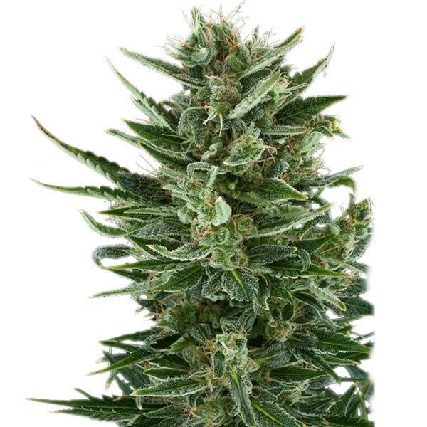 ROYAL QUEEN SEEDS - Quick One Automatic - 5