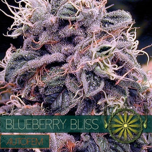 Vision Seeds - Blueberry Bliss Auto - 1