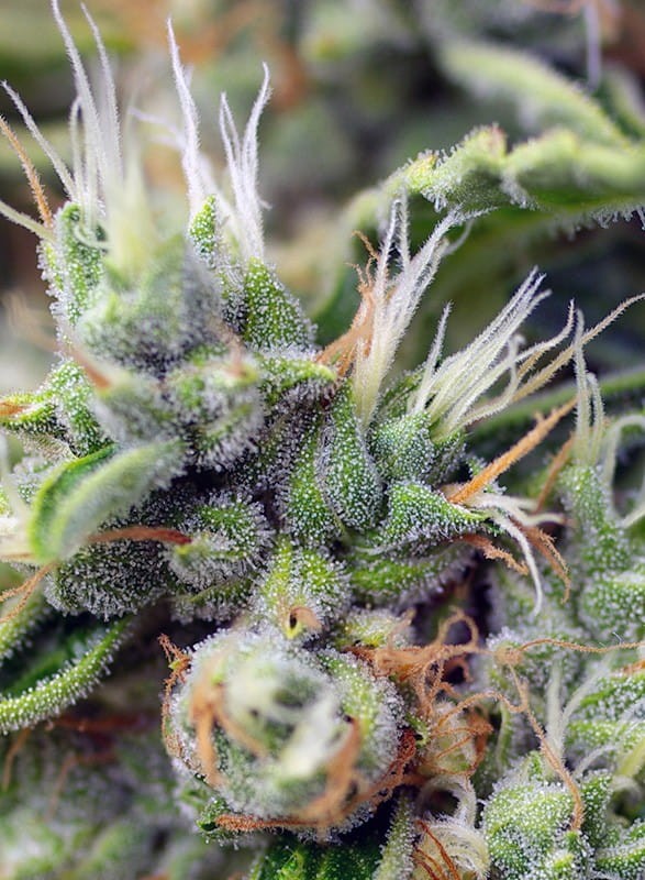 SWEET SEEDS - San Fernando Lemon Kush - 2