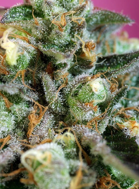 SWEET SEEDS - Sweet Nurse Auto CBD - 2