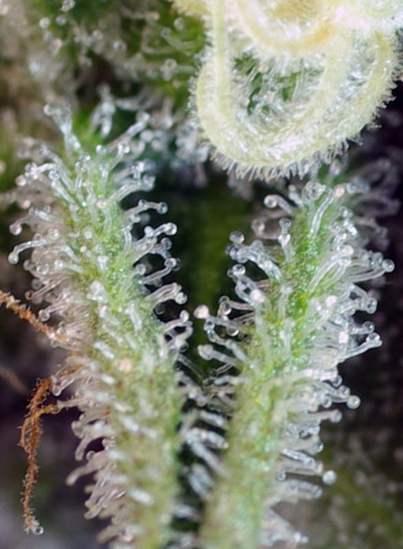 SWEET SEEDS - Sweet Nurse Auto CBD - 3
