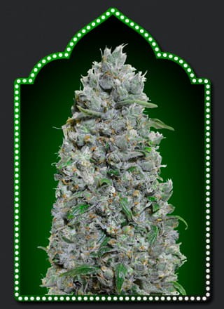00 SEEDS BANK - Auto Afghan Mass XXL - 1