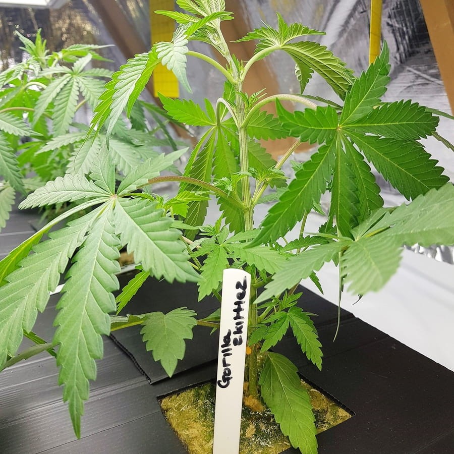BARNEY'S FARM - Gorilla Zkittlez - 5