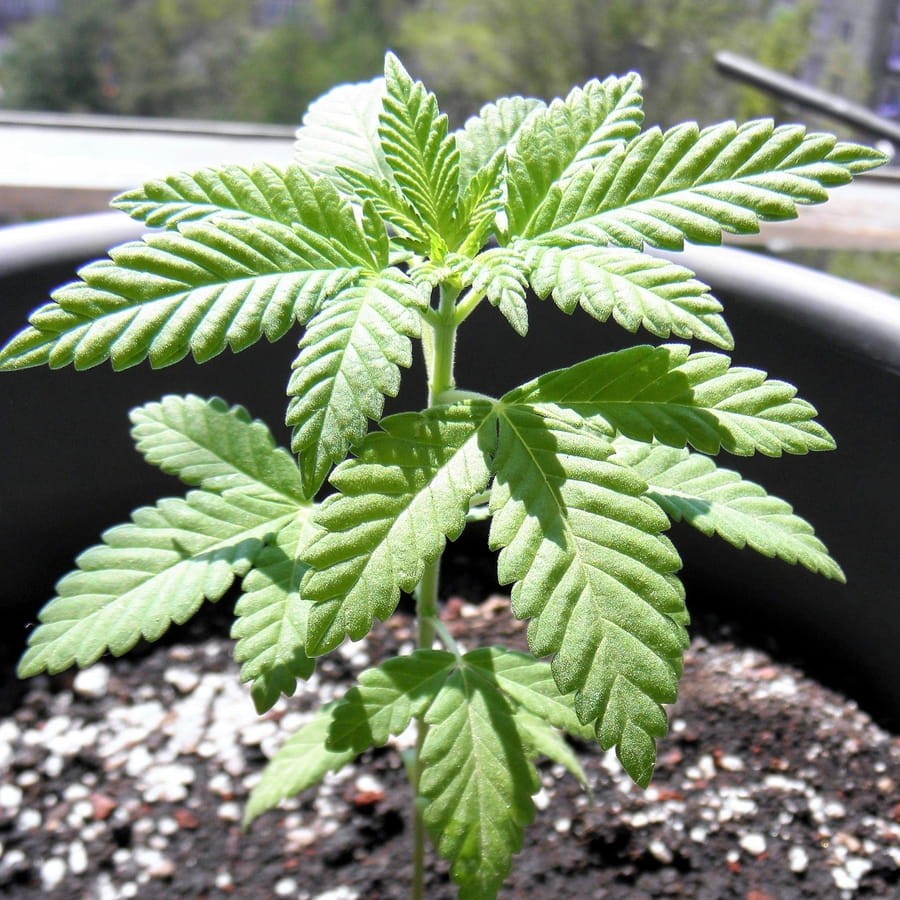 BARNEY'S FARM - Shiskaberry - 3