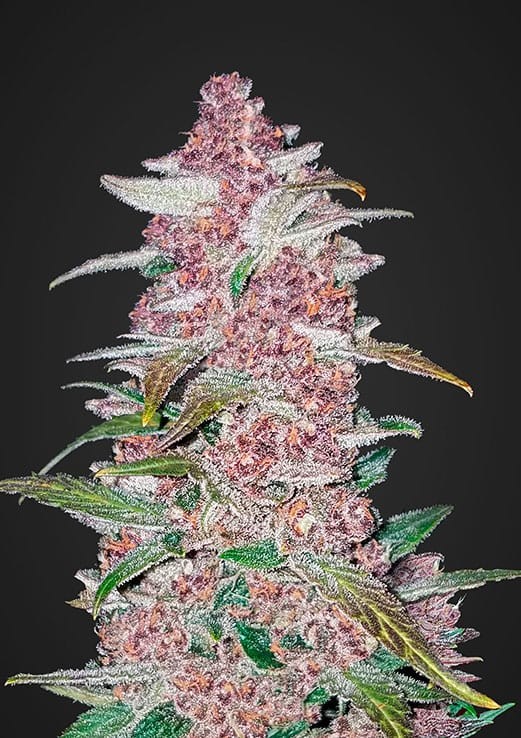 FASTBUDS - Lemon AK Auto - 1