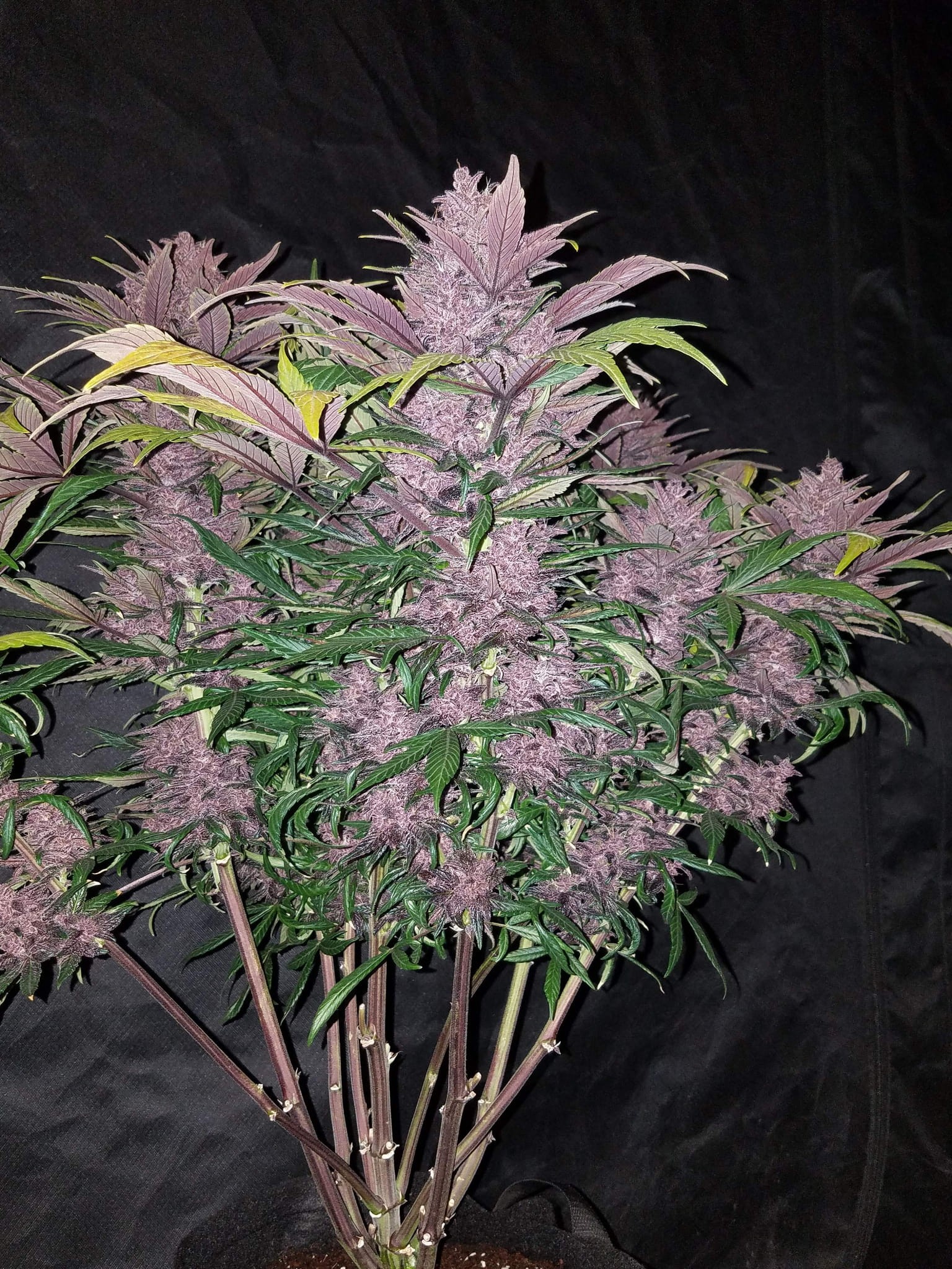 FASTBUDS - Lemon AK Auto - 4
