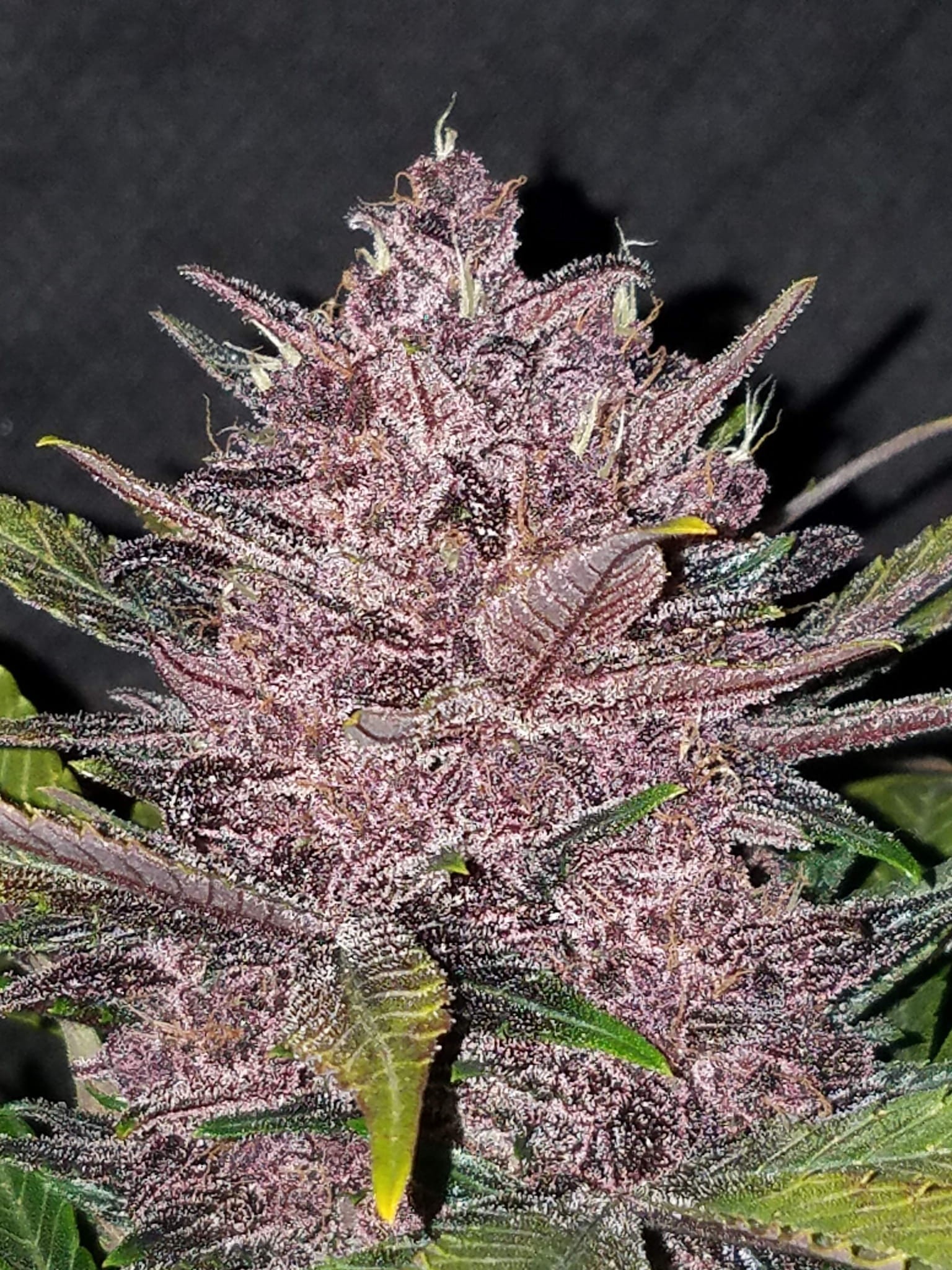 FASTBUDS - Lemon AK Auto - 7
